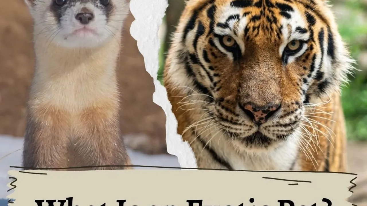 Close up on a plate of mashed potatoes, topped with baked pork chops with cream of mushroom soup, and a side of green beans.