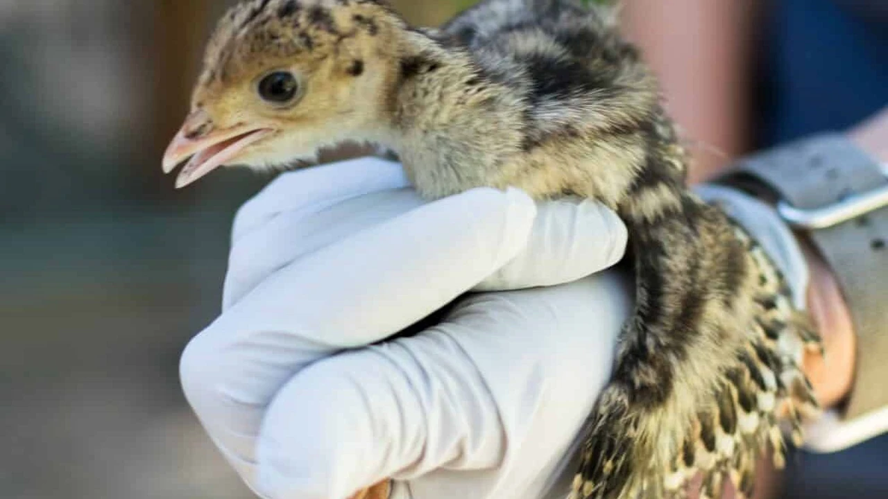 overhead view of corned beef sliced and on a platter with cabbage, potatoes, and carrots