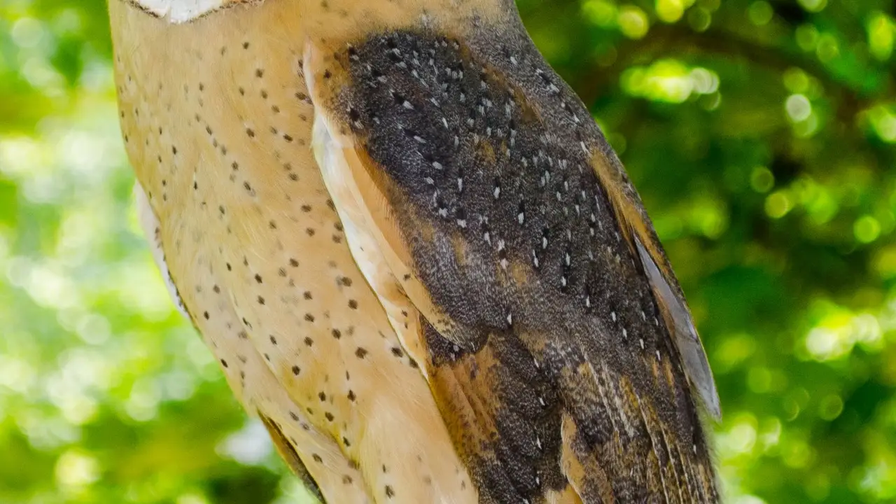 Close up on a plate of mashed potatoes, topped with baked pork chops with cream of mushroom soup, and a side of green beans.