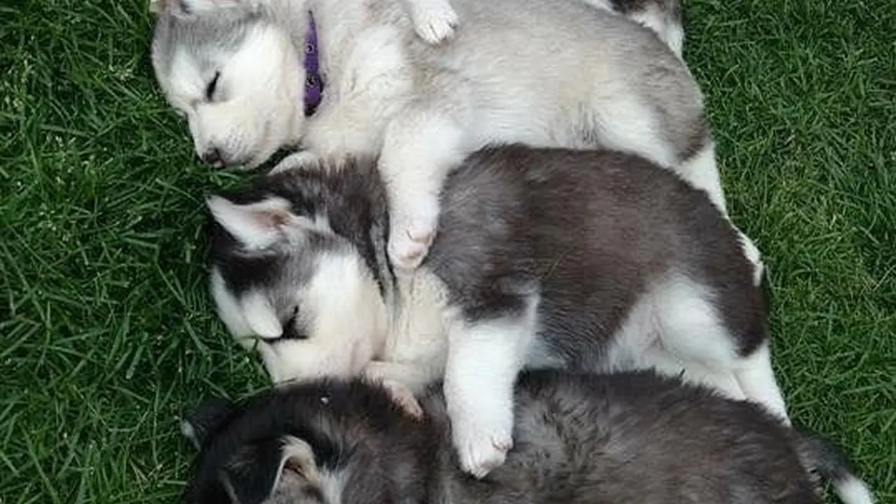 Close up on a plate of mashed potatoes, topped with baked pork chops with cream of mushroom soup, and a side of green beans.