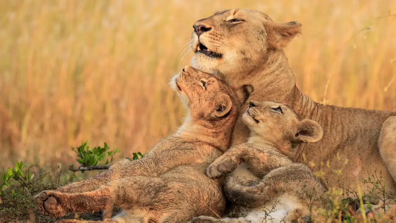 Close up on a plate of mashed potatoes, topped with baked pork chops with cream of mushroom soup, and a side of green beans.