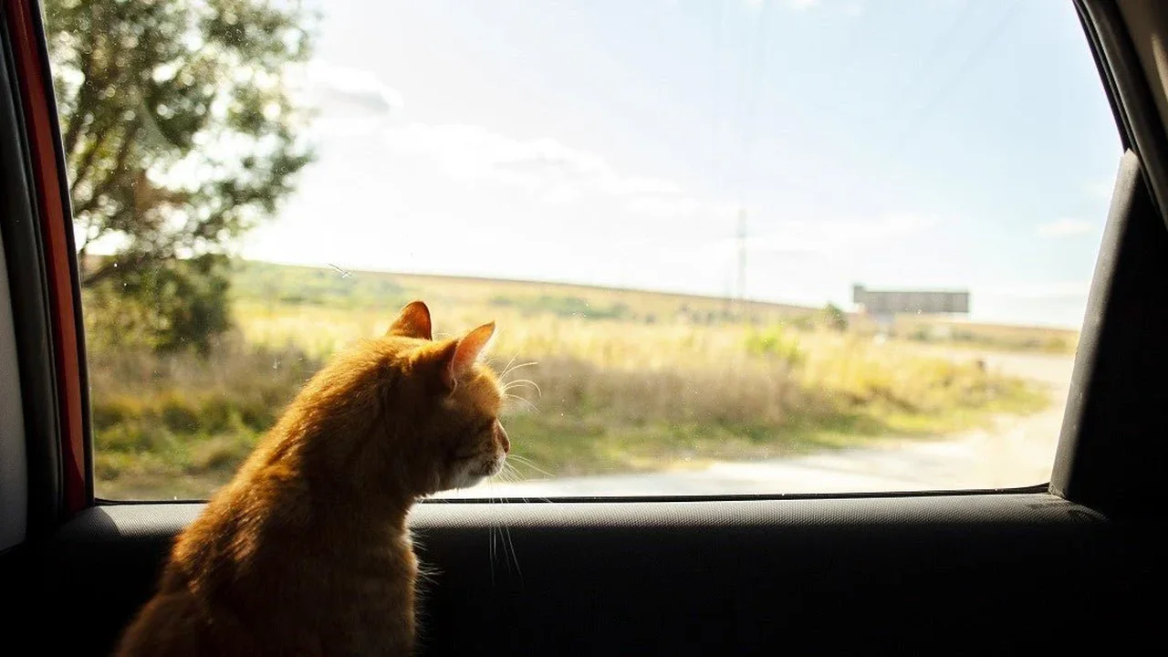 Chef John's Irish Soda Bread