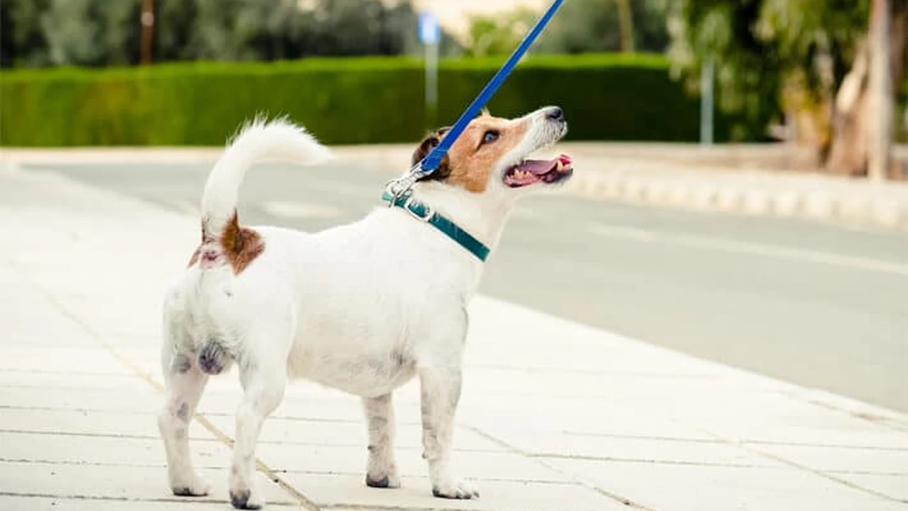Close up on a plate of mashed potatoes, topped with baked pork chops with cream of mushroom soup, and a side of green beans.