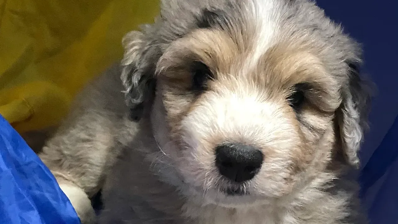 Close up on a plate of mashed potatoes, topped with baked pork chops with cream of mushroom soup, and a side of green beans.