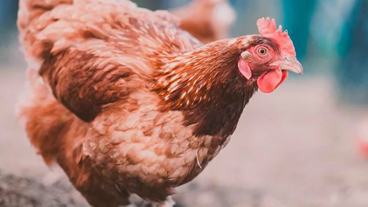 Close up on a plate of mashed potatoes, topped with baked pork chops with cream of mushroom soup, and a side of green beans.