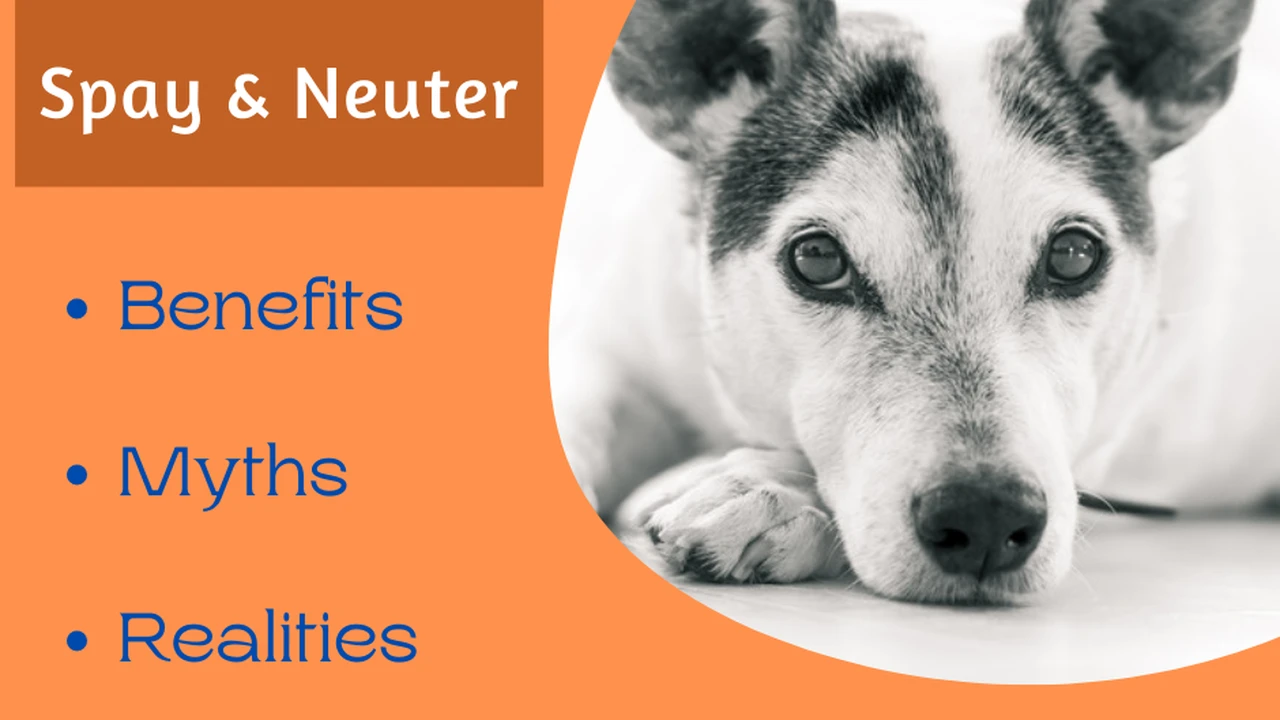 Two mint chocolate milkshakes with whipped cream and green sprinkles.