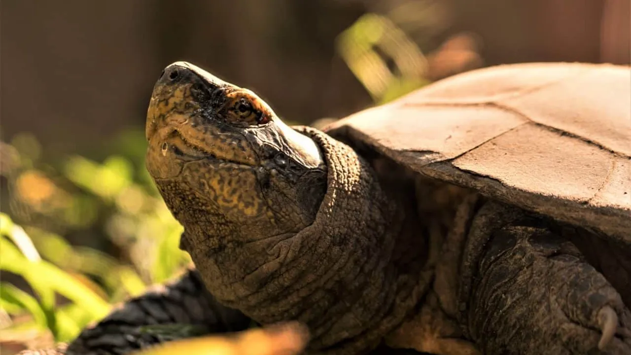 Chef John's Irish Soda Bread