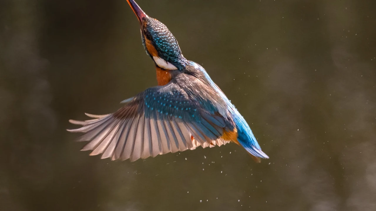 Close up on a plate of mashed potatoes, topped with baked pork chops with cream of mushroom soup, and a side of green beans.