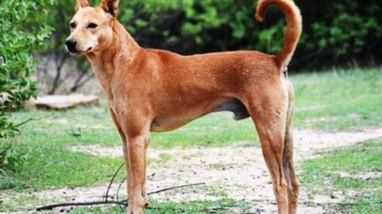 Close up on a plate of mashed potatoes, topped with baked pork chops with cream of mushroom soup, and a side of green beans.