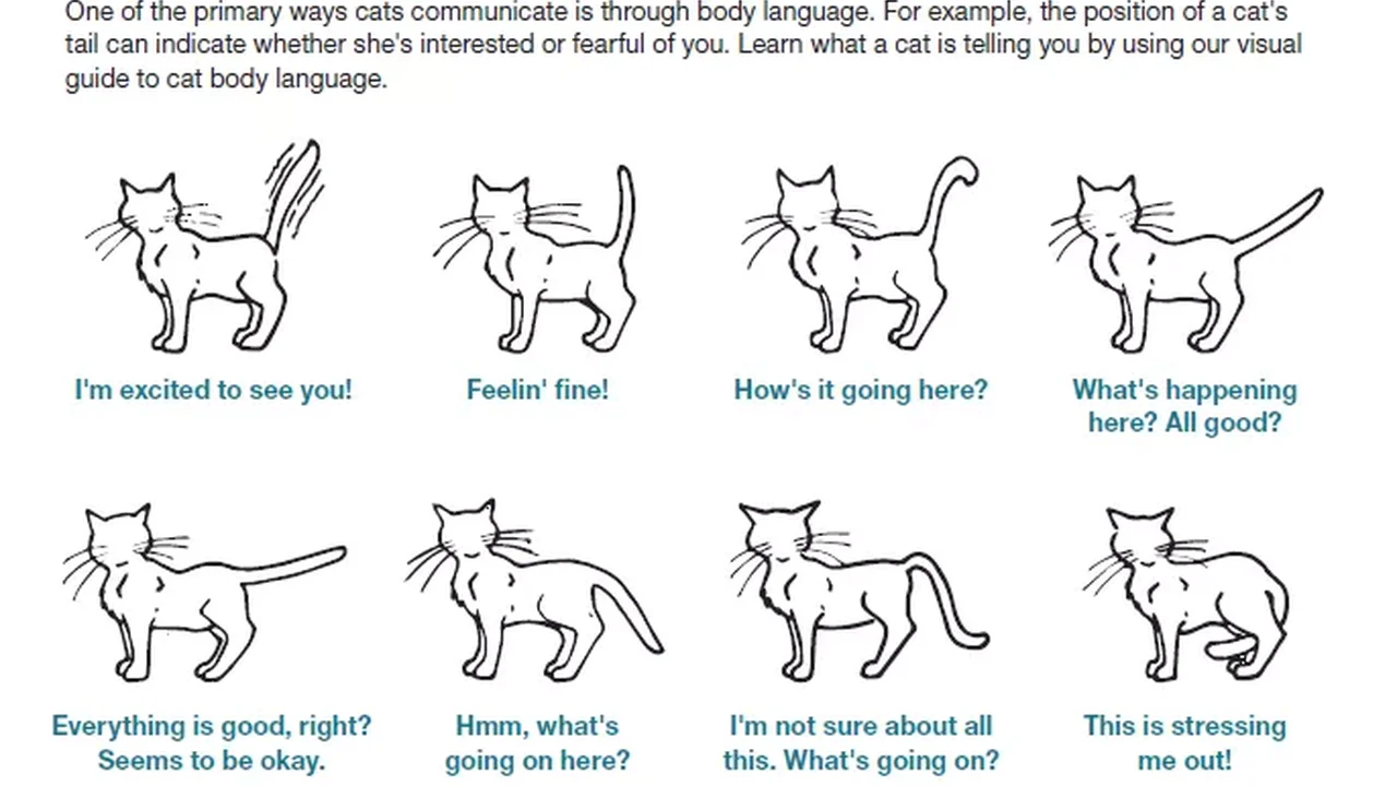 Close up on a plate of mashed potatoes, topped with baked pork chops with cream of mushroom soup, and a side of green beans.